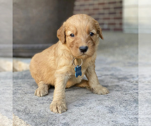 Goldendoodle Puppy for Sale in WOLCOTT, Indiana USA