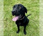 Small #1 Labrador Retriever