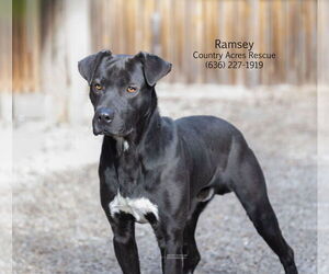 Ramsey - Male Retriever -Unknown Mix Dog for Adoption - Photo #3