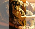 Small Photo #13 Golden Labrador Puppy For Sale in IDAHO SPRINGS, CO, USA
