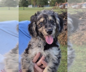 Aussiedoodle Puppy for Sale in WILLS POINT, Texas USA