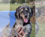 Small Aussiedoodle