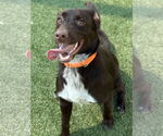 Small #1 Labrador Retriever Mix