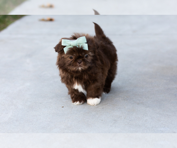 Medium Photo #3 Shih Tzu Puppy For Sale in WAKARUSA, IN, USA