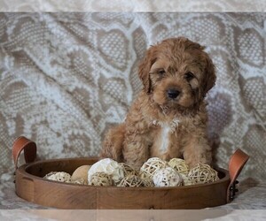 Cocker Spaniel-Poodle (Miniature) Mix Puppy for sale in FREDERICKSBG, OH, USA