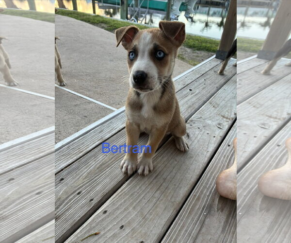 Medium Photo #2 Mutt Puppy For Sale in Royal Palm Beach, FL, USA