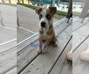 Bertram* - Male Mutt Dog for Adoption - Photo #2