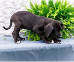 Small #6 Great Dane