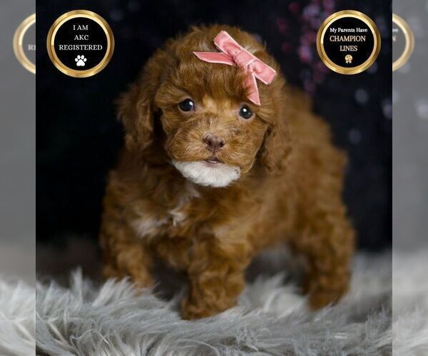 Medium Photo #21 Poodle (Toy) Puppy For Sale in WARSAW, IN, USA