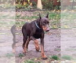 Small #2 Doberman Pinscher Mix