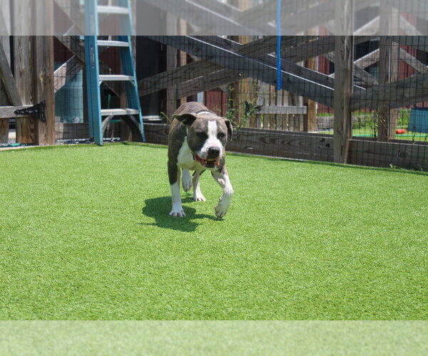 Medium Photo #18 Mutt Puppy For Sale in Chestertown, MD, USA