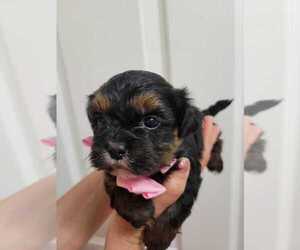 Shih Tzu Puppy for sale in SEBRING, FL, USA