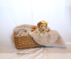 Goldendoodle Puppy for sale in WICHITA, KS, USA