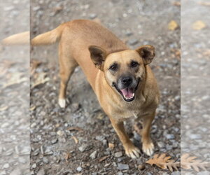 Carolina Dog-Unknown Mix Dogs for adoption in Blacksburg, SC, USA