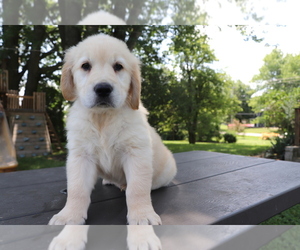 Golden Retriever Puppy for sale in SHILOH, OH, USA