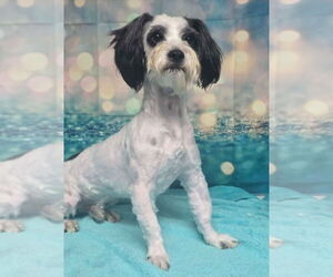 Mutt Dogs for adoption in Lakewood, CO, USA