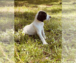 Small Photo #7 German Shorthaired Pointer Puppy For Sale in SARASOTA, FL, USA
