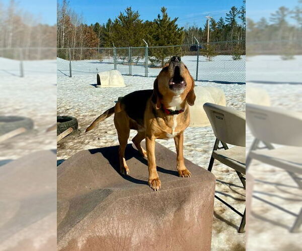 Medium Photo #4 Beagle-Unknown Mix Puppy For Sale in Webster, WI, USA