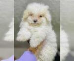 Small Photo #3 Maltipoo Puppy For Sale in BALDWIN PARK, CA, USA