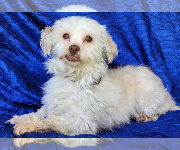 Medium Photo #2 Mal-Shi Puppy For Sale in Cuba, NY, USA