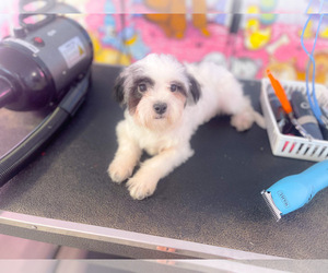 Zuchon Puppy for sale in KINSTON, NC, USA