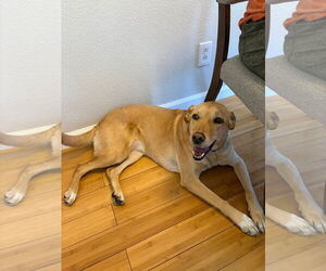 Labrador Retriever-Unknown Mix Dogs for adoption in Denver , CO, USA