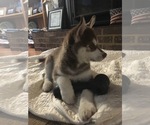 Small Photo #7 Pomsky-Siberian Husky Mix Puppy For Sale in PLAINWELL, MI, USA