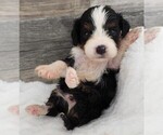 Small #4 Cavapoo