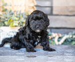 Small Photo #8 Poovanese Puppy For Sale in SUGARCREEK, OH, USA