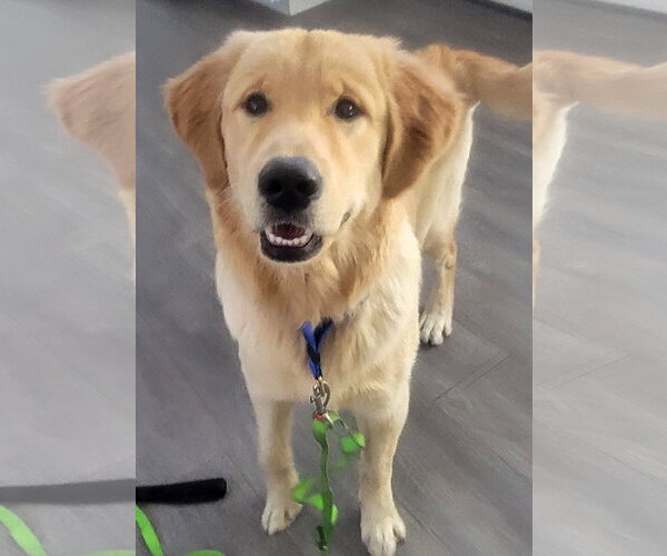 Medium Photo #1 Golden Retriever Puppy For Sale in Glendale , AZ, USA