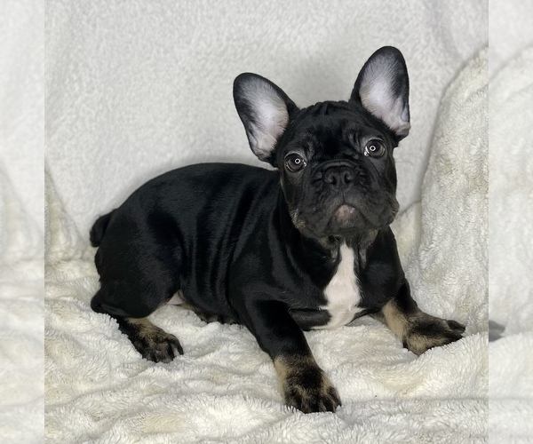 Medium Photo #19 French Bulldog Puppy For Sale in BOTHELL, WA, USA