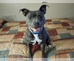 Small Photo #1 American Pit Bull Terrier Puppy For Sale in DELAWARE, OH, USA