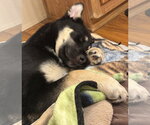 Six - Female Shepradors Dog for Adoption - Small photo