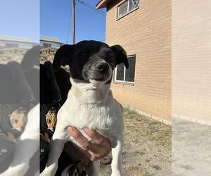 Chihuahua Dogs for adoption in Globe, AZ, USA