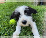 Small #3 Mutt