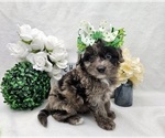 Small Photo #2 Aussiedoodle Miniature  Puppy For Sale in COLLEGE STA, TX, USA