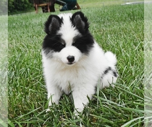 Pomsky Puppy for sale in KANSAS CITY, MO, USA