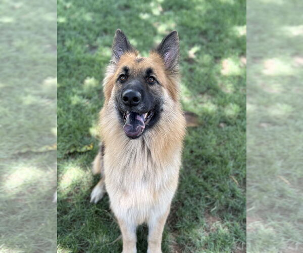 Medium Photo #3 German Shepherd Dog Puppy For Sale in Phoenix, AZ, USA