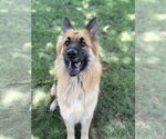 Small #2 German Shepherd Dog