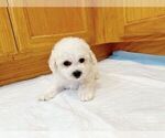 Small #2 Bichon Frise