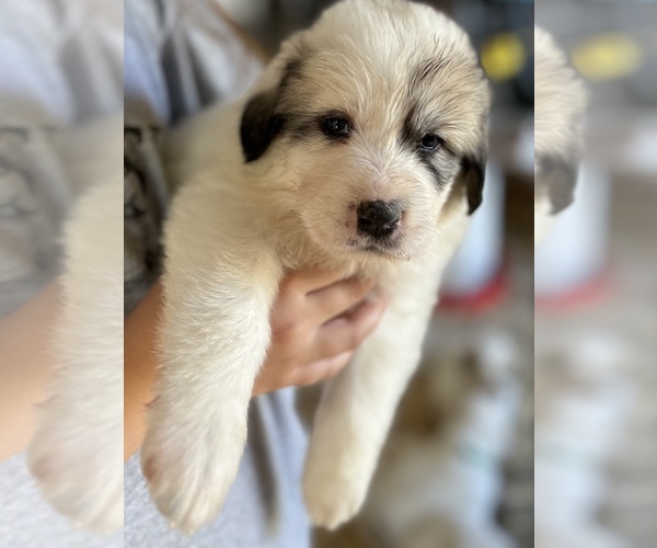 Medium Photo #1 Great Pyrenees Puppy For Sale in BILLINGS, MO, USA
