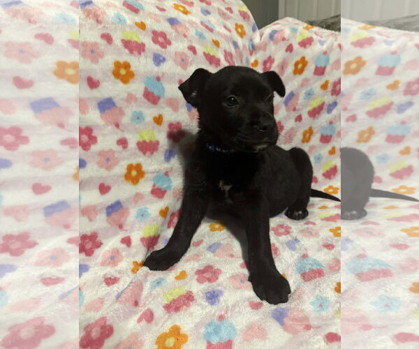 Medium Photo #6 German Shepherd Dog-Unknown Mix Puppy For Sale in Holly Springs, NC, USA