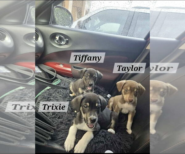 Medium Photo #2 Chihuahua-Labrador Retriever Mix Puppy For Sale in Virginia Beach, VA, USA