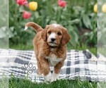 Small #2 Goldendoodle