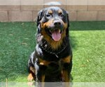 Small Photo #1 Rottweiler Puppy For Sale in Moreno Valley, CA, USA
