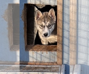 Siberian Husky Puppy for sale in MARION STATION, MD, USA