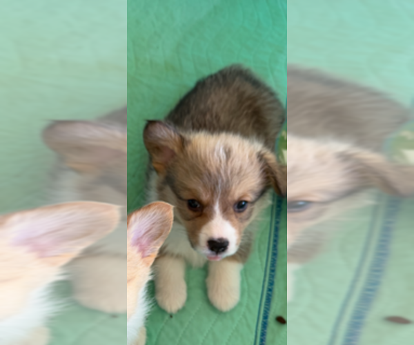Medium Photo #1 Pembroke Welsh Corgi Puppy For Sale in GREELEY, CO, USA