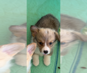 Medium Pembroke Welsh Corgi