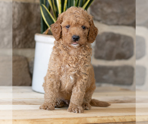 Goldendoodle (Miniature) Puppy for sale in EAST EARL, PA, USA