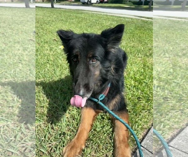 Medium Photo #12 German Shepherd Dog Puppy For Sale in Plantation, FL, USA